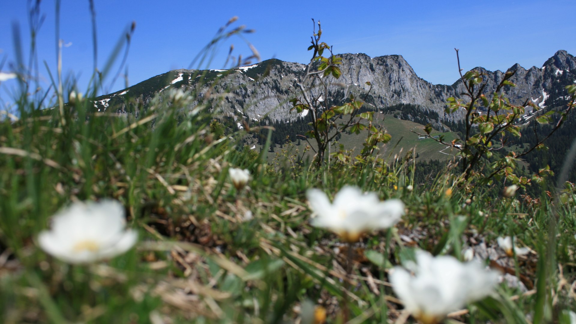 Blick Benediktenwand, © Gemeinde Jachenau